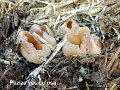 Peziza vesiculosa-amf1422